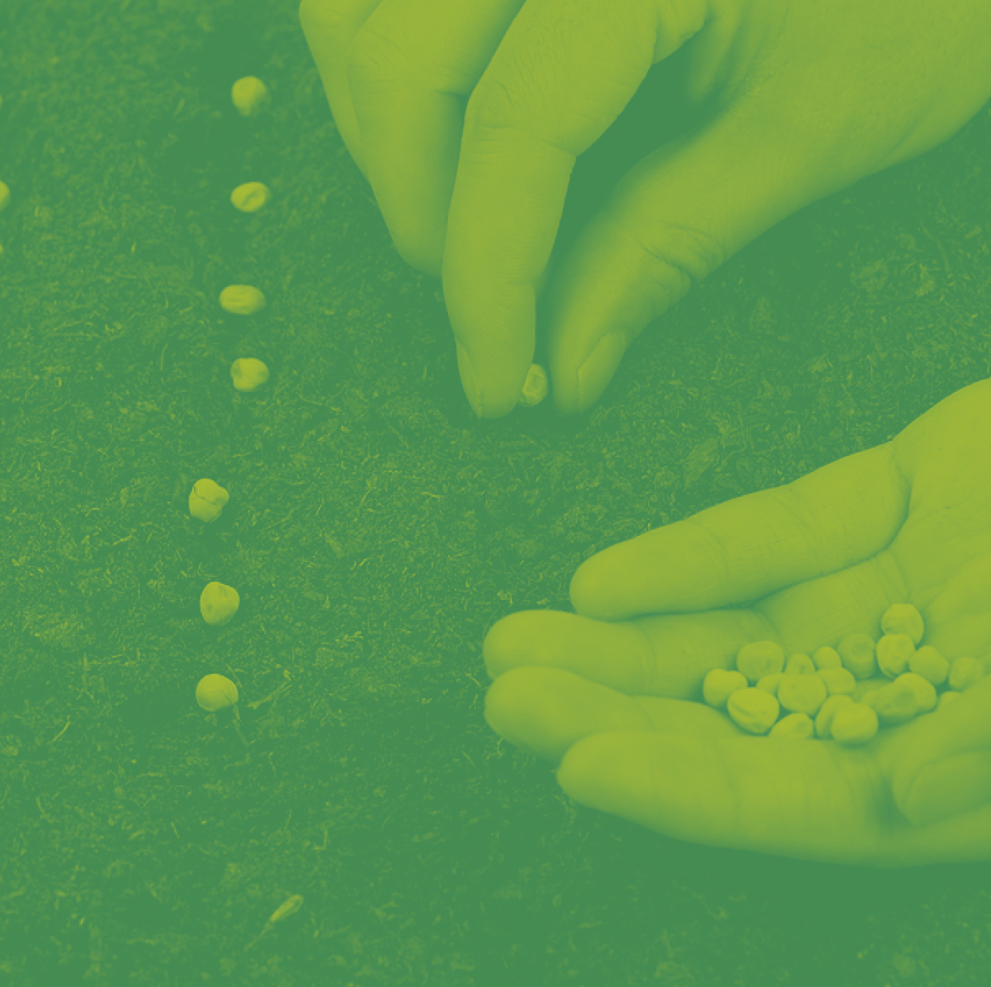 picture of hands planting pea seeds