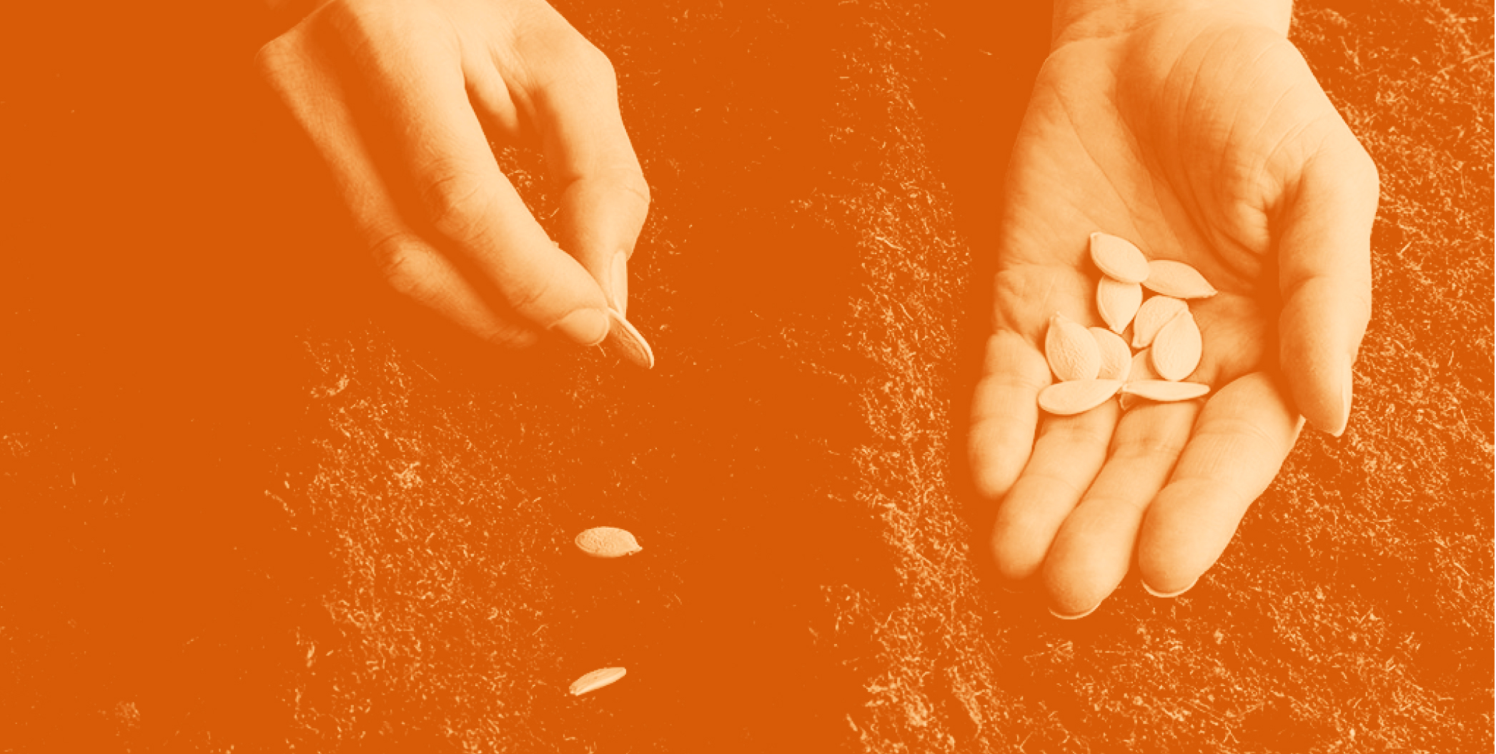picture of hands planting pumpkin seeds